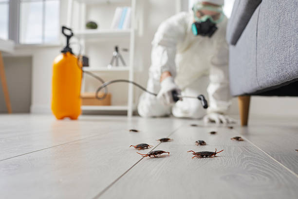 Post-Treatment Bed Bug Interceptor Monitoring in Sneads Ferry
